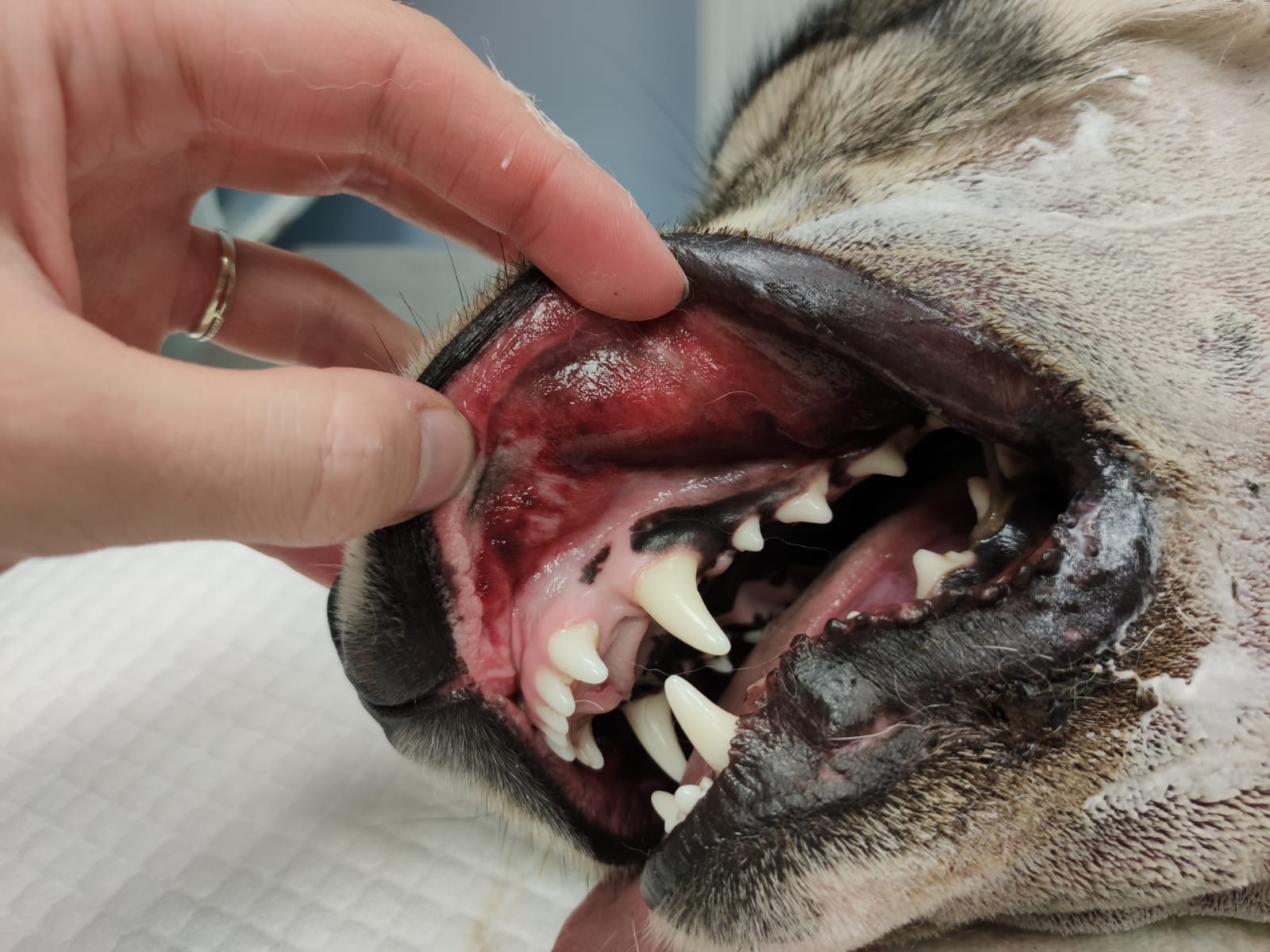 Les envenimations ophidiennes et morsures de vipères chez le chien de — free download