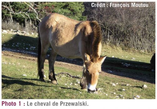 photo1 herbivorie dt215 photo1 herbivorie dt215