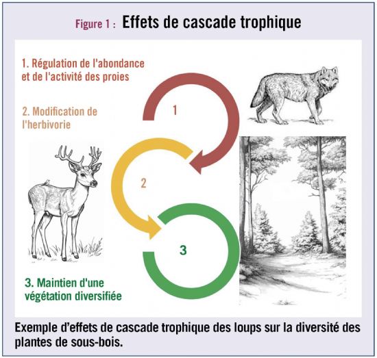fig1 loup biodiversite dt219